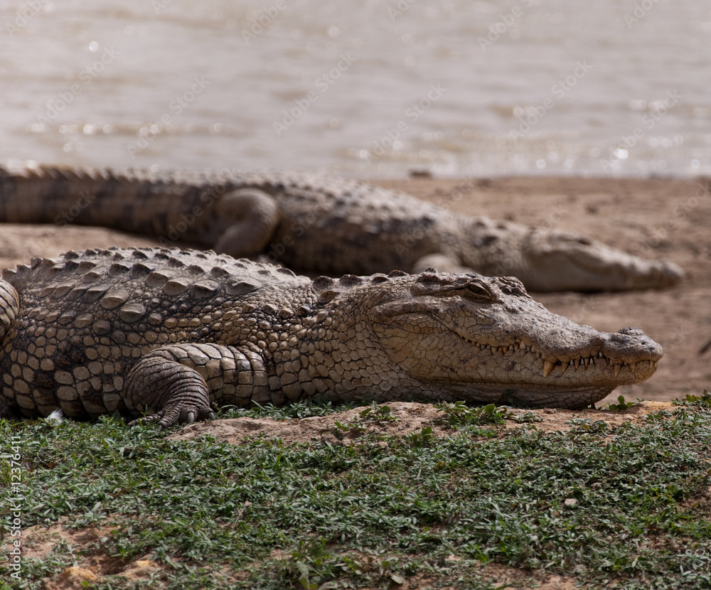 Fototapeta premium The Sacred Crocodiles Of Bazoulé, Burkina Faso