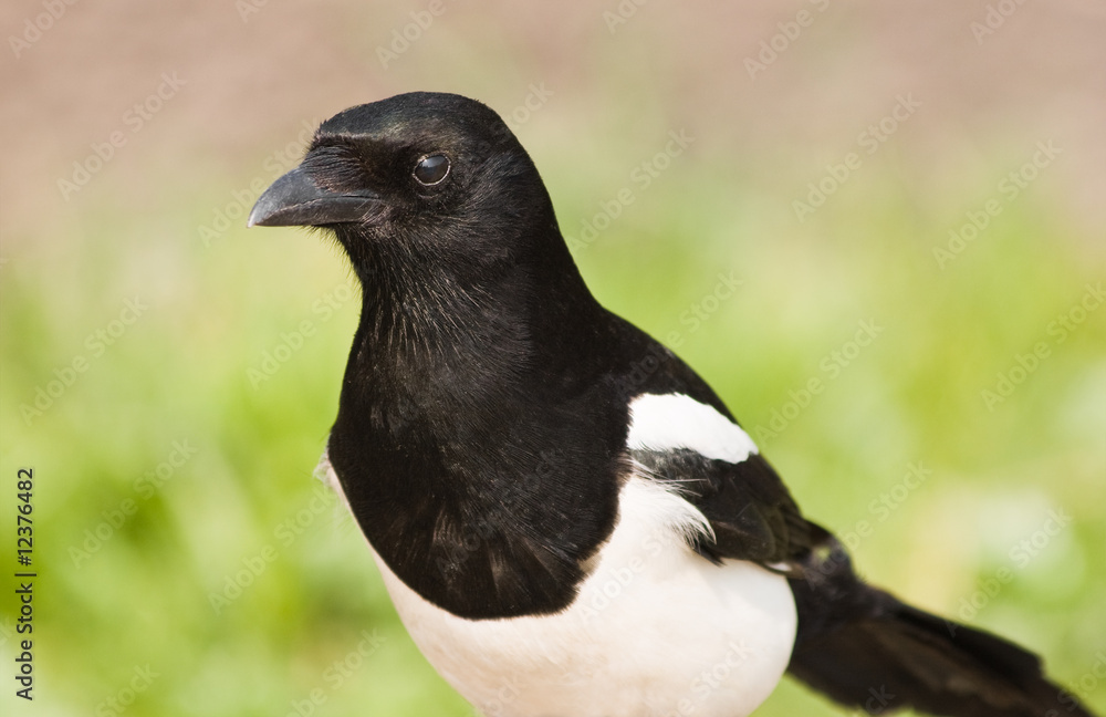 Obraz premium European Magpie or Common Magpie