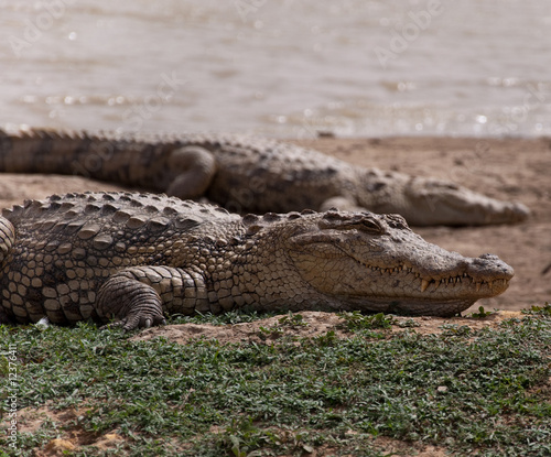 The Sacred Crocodiles Of Bazoulé, Burkina Faso