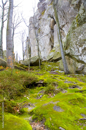 The morning  the woodland landscape photo