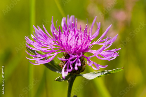 Light violet flower