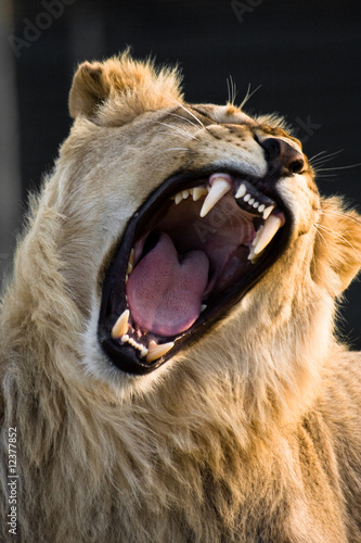 Powerful Yawn