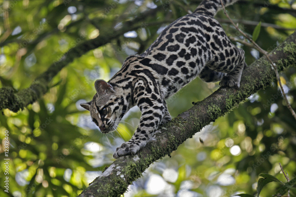 Fototapeta premium Ozelot in Costa Rica