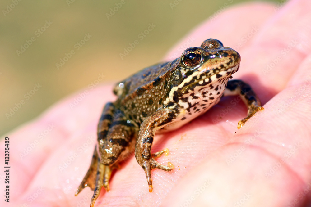 Obraz premium Common european frog