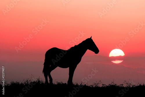graceful horse on a evening background sky