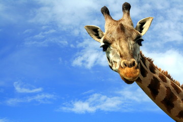 Leinwandbilder Giraffe Neugierige Giraffe begrüßt Besucher  © anca enache