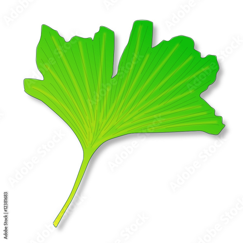 Ginkgoblatt mit Schatten