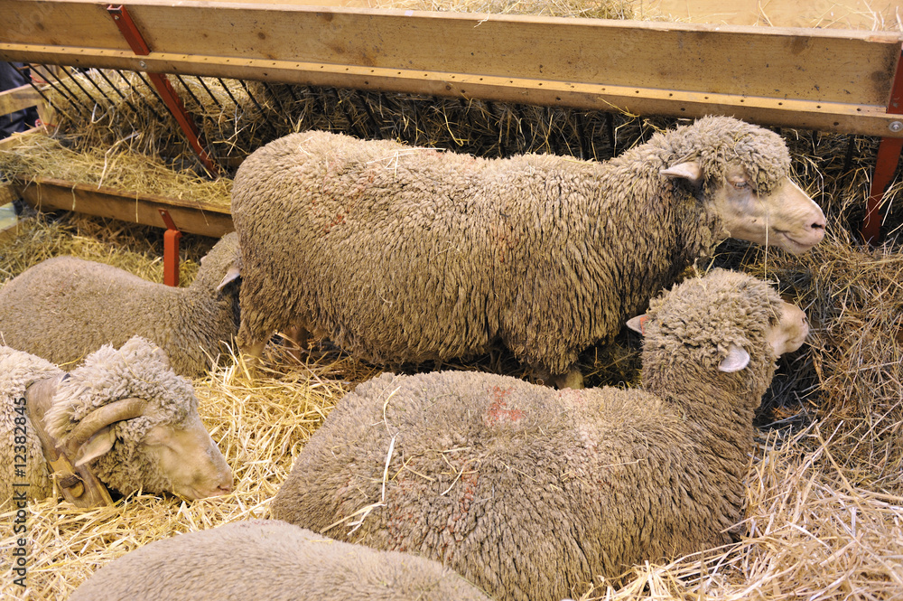 Fototapeta premium Moutons