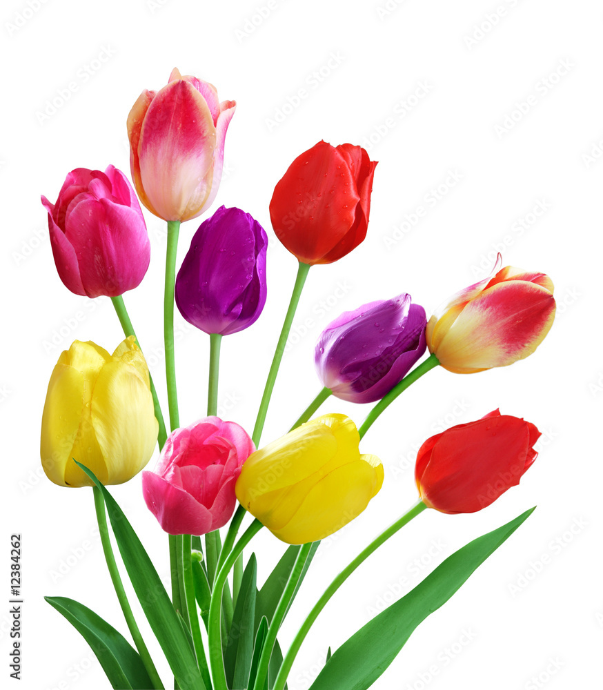 Bunch of Tulip Flowers Bunch of Tulip Flowers
