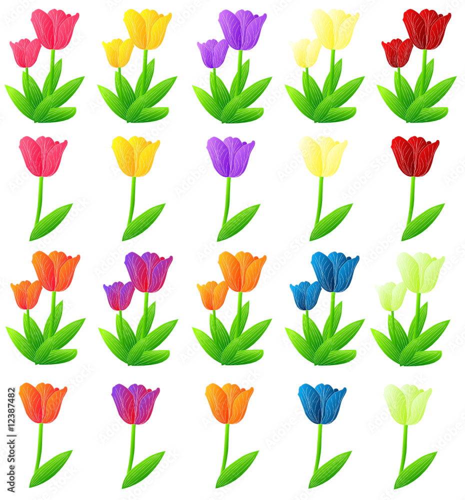 set of various tulips; Zusammenstellung Tulpen set of various tulips; Zusammenstellung Tulpen
