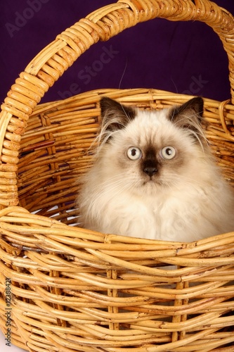 Himalayan Persian Kitten In Basket