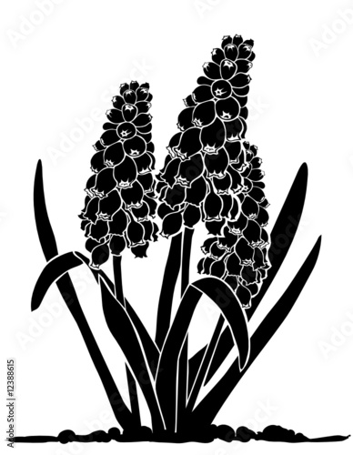 traubenhyazinthe muscari