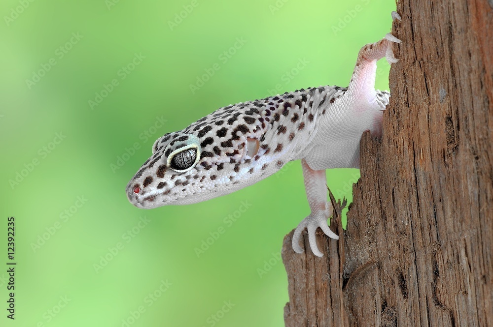 Obraz premium Eublepharis macularius