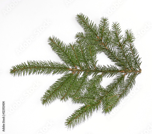 Green spruce twig on the white background