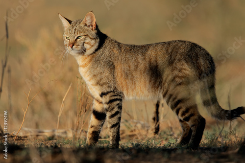 An African wild cat (Felis silvestris lybica), South Africa