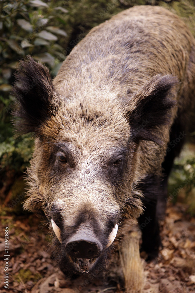 Sanglier