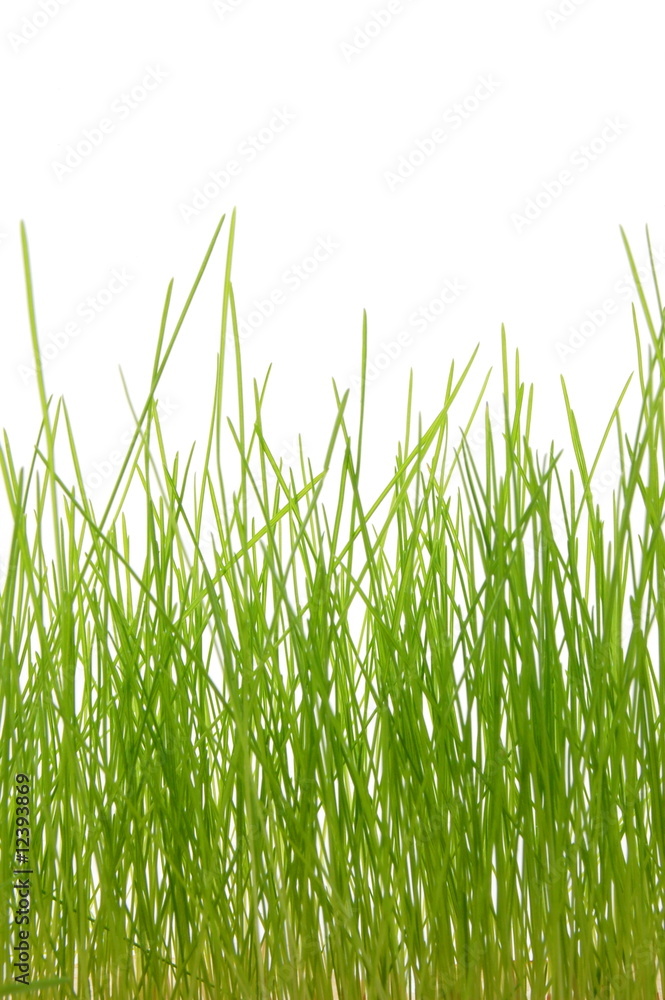 grass grass