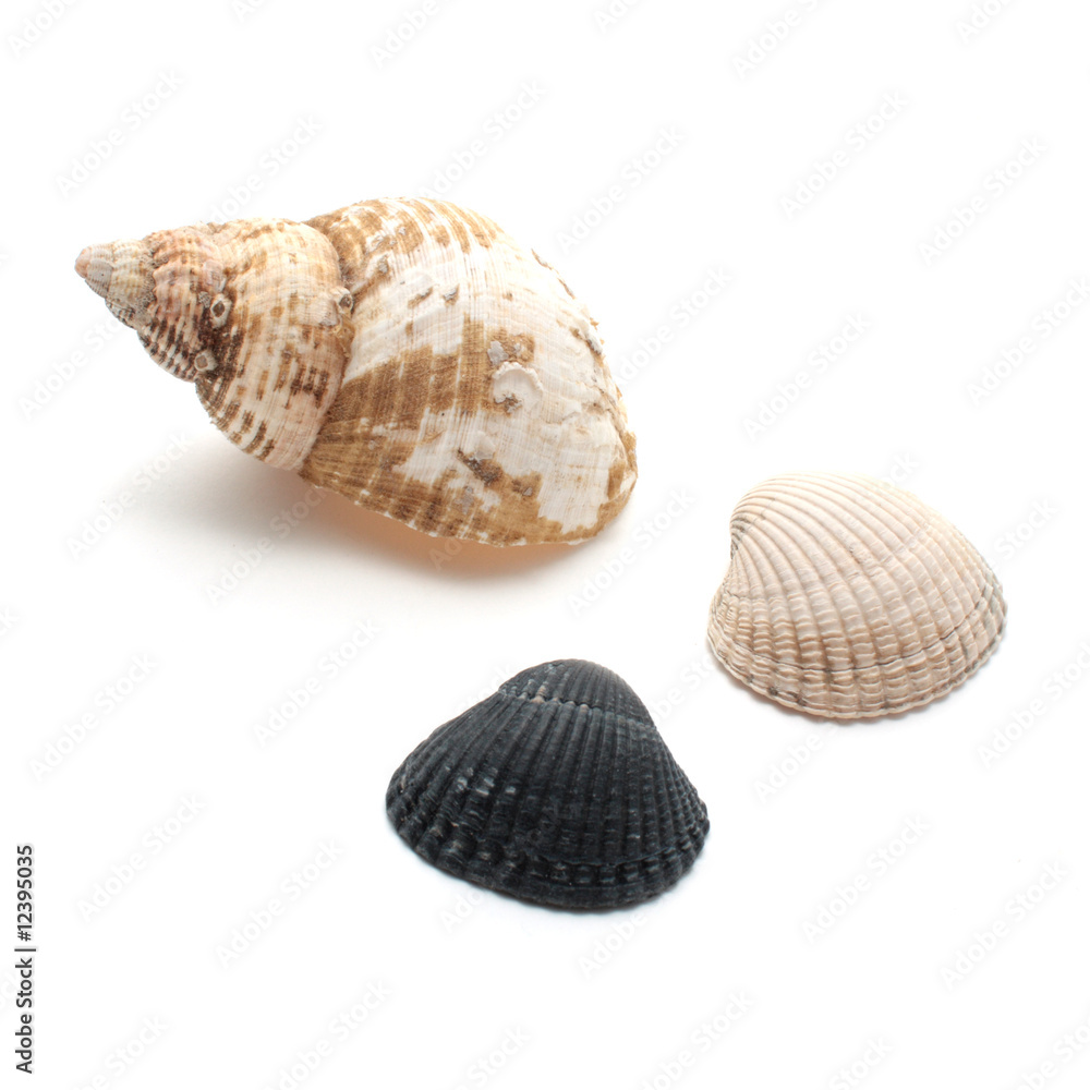 Muscheln Muscheln