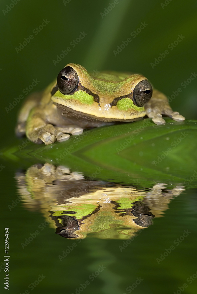 Obraz premium Smilisca phaeota frog from Costa Rica
