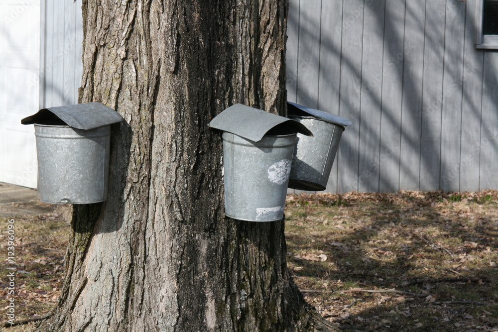 Maple Sugaring - Sap Buckets on Tree