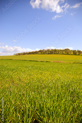 Fresh grass in a green field