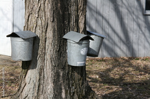 Obraz na płótnie Maple Sugaring - Sap Buckets on Tree w salonie