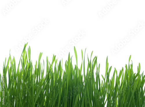 Grass on White Background