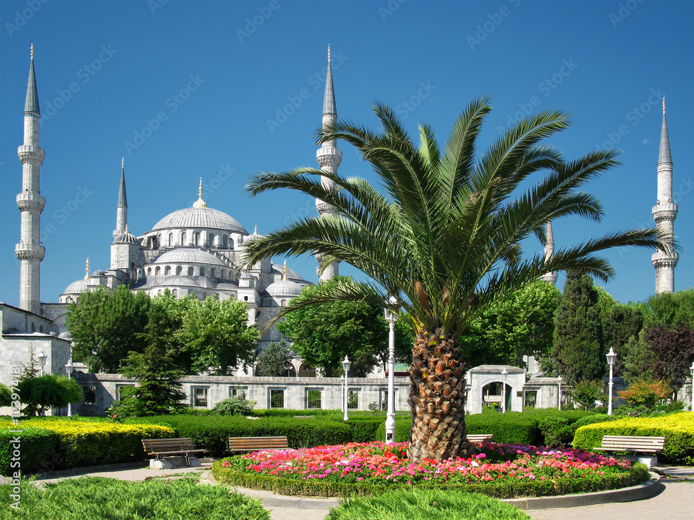 palace palm, Blue Mosque, Istanbul