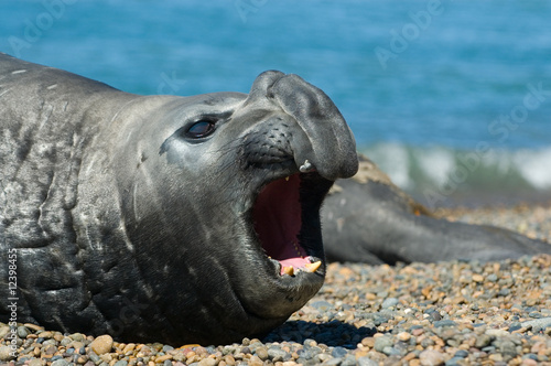 Elephant seal in Peninsula Valdes, Patagonia.