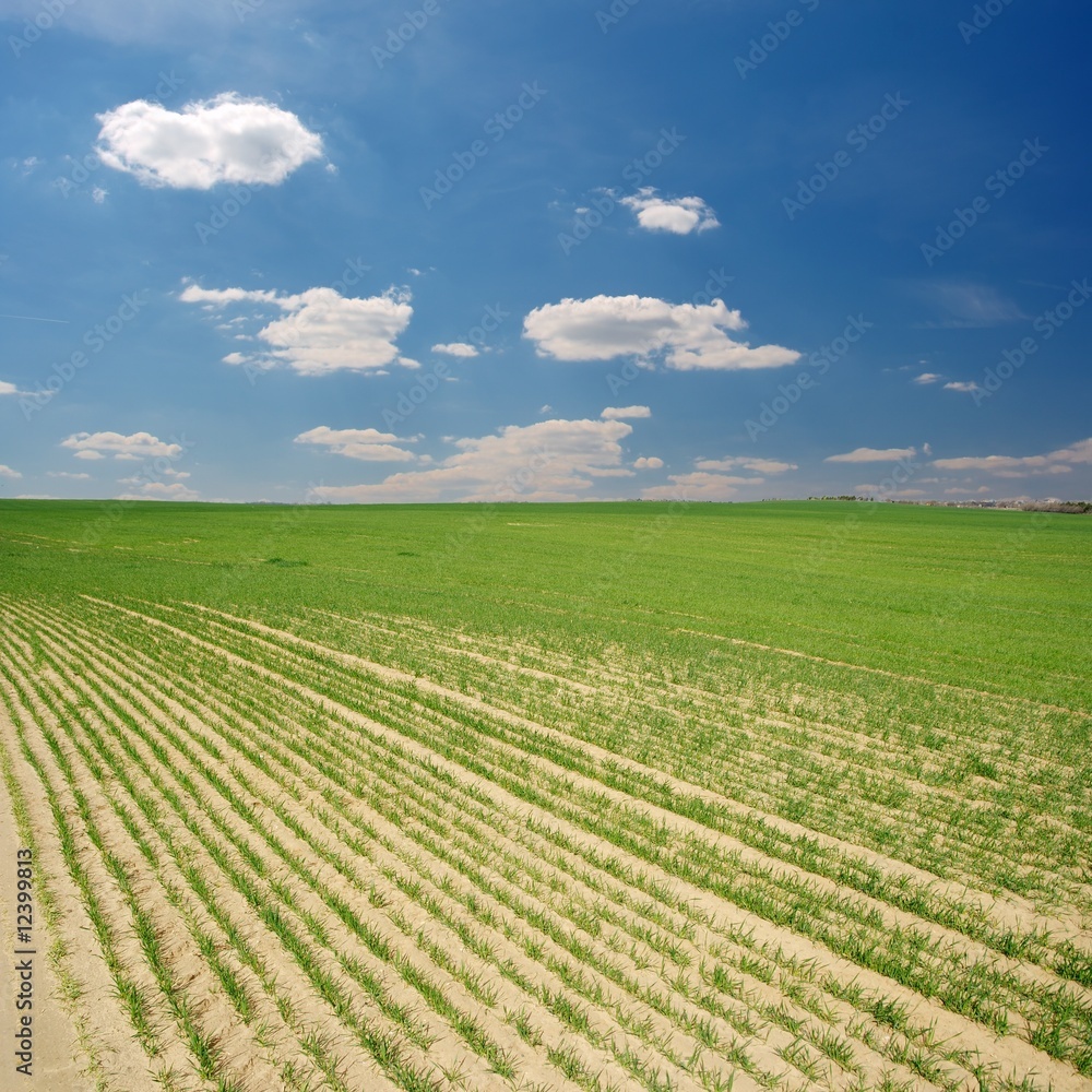 Field Field