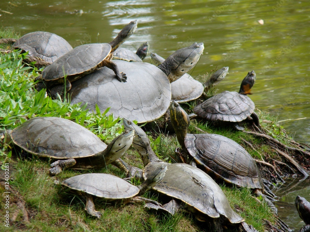 Obraz premium Tartarugas