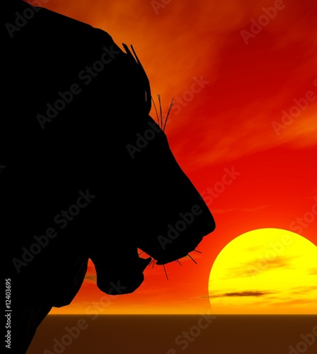 lion au coucher du soleil