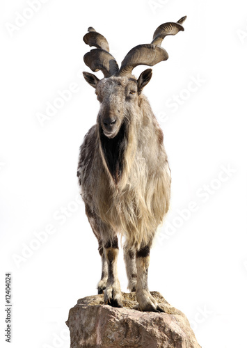 mountain goat on a stone