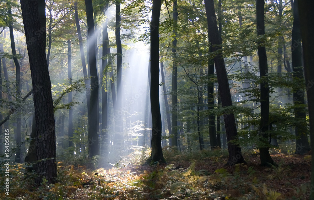 forêt forêt