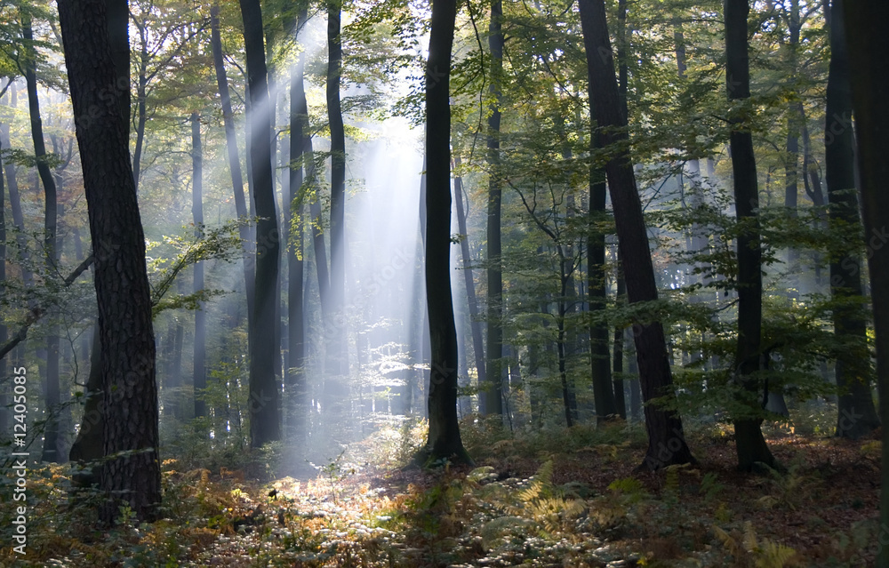 forêt