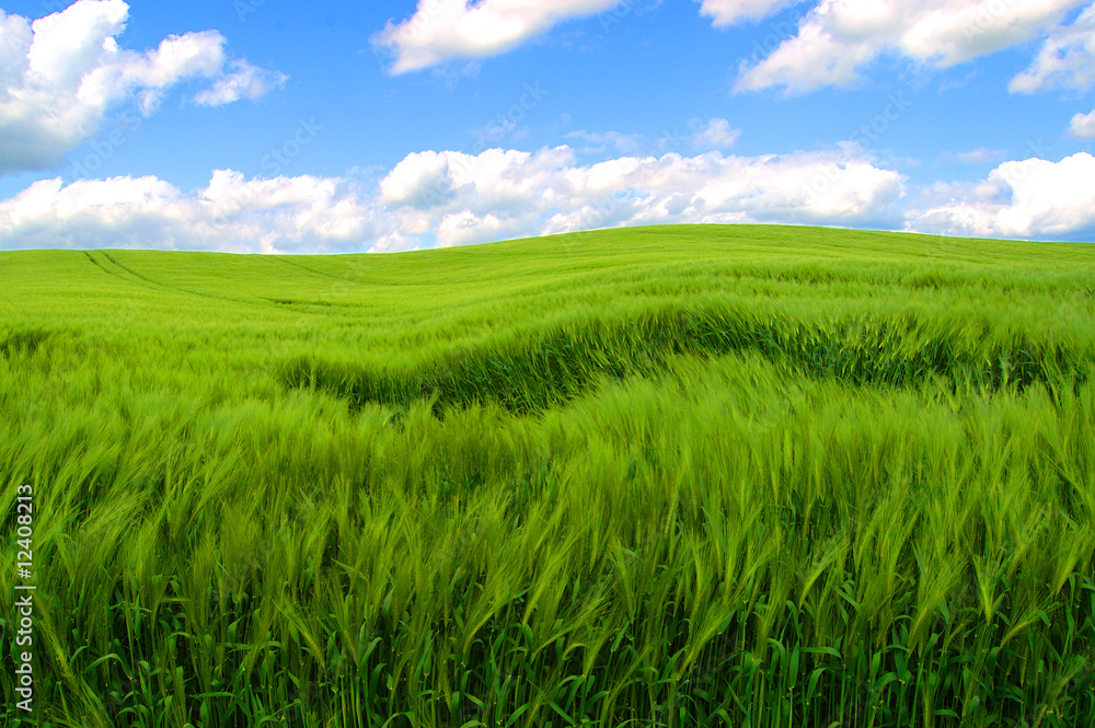 paysage vert paysage vert