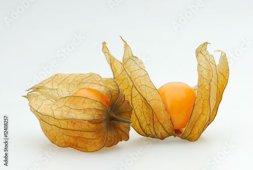 Physalis 052 photo