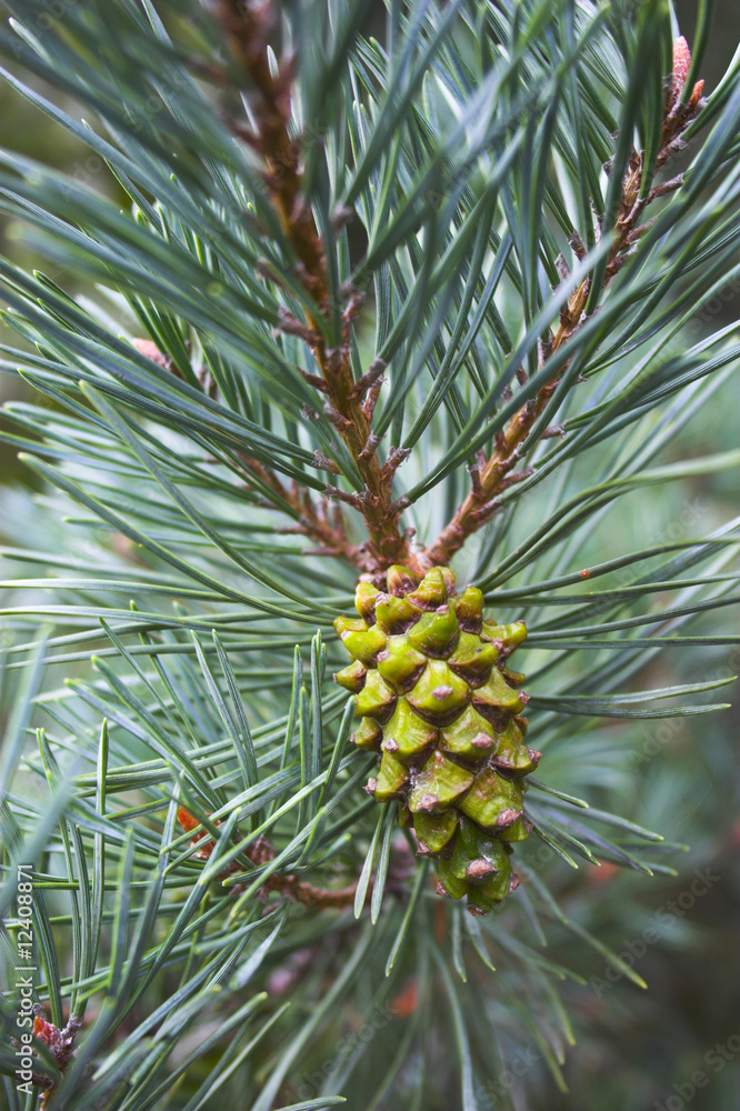 Fototapeta premium Pine cone