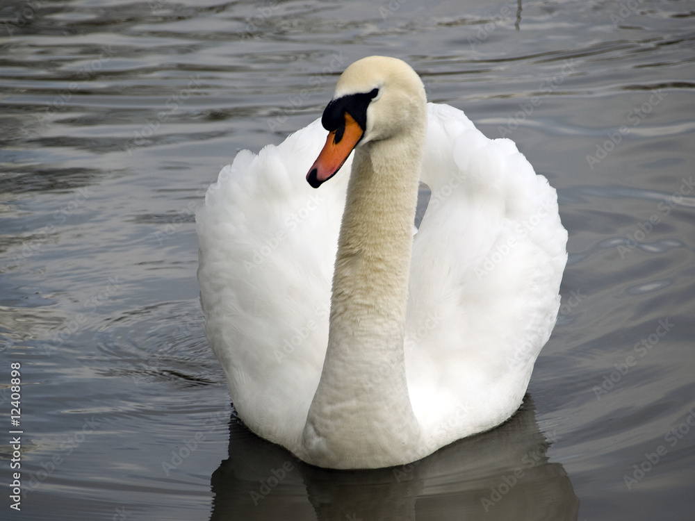 Obraz premium Swan on lake