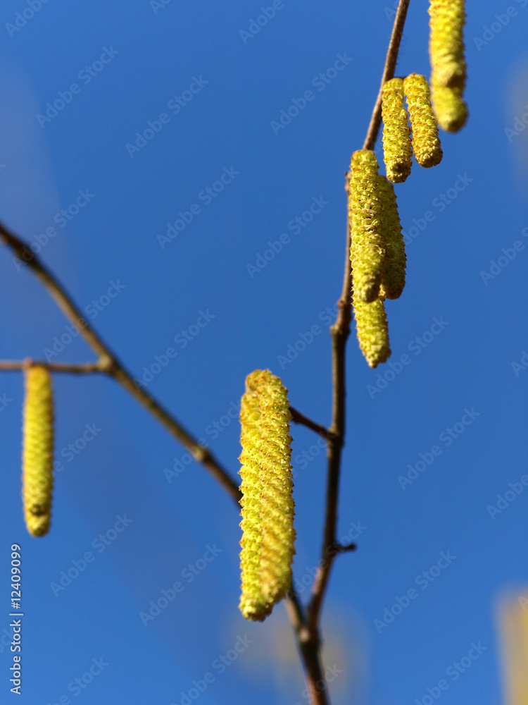 Naklejka premium Weidenkätzchen