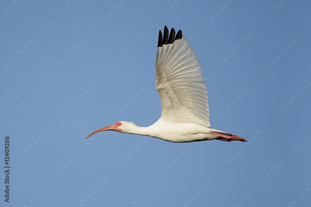 Obraz premium White Ibis (Eudocimus albus)