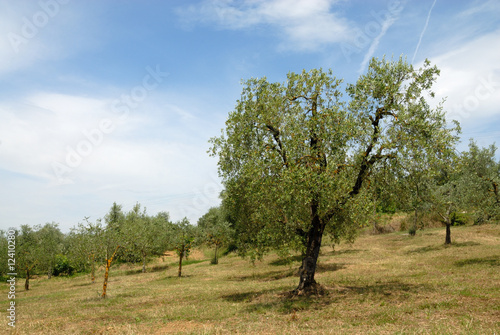Olive orchard