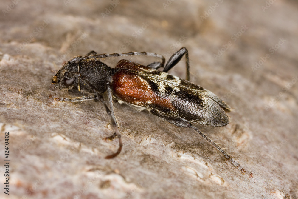 Anaglyptus mysticus Anaglyptus mysticus