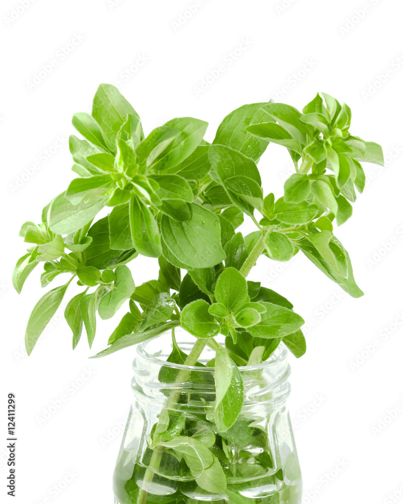 fresh organic herbs basil sprig in a jar fresh organic herbs basil sprig in a jar