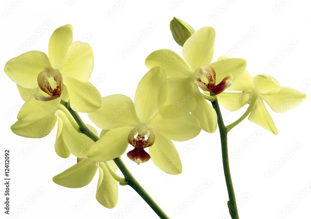Fototapeta premium yellow orchids
