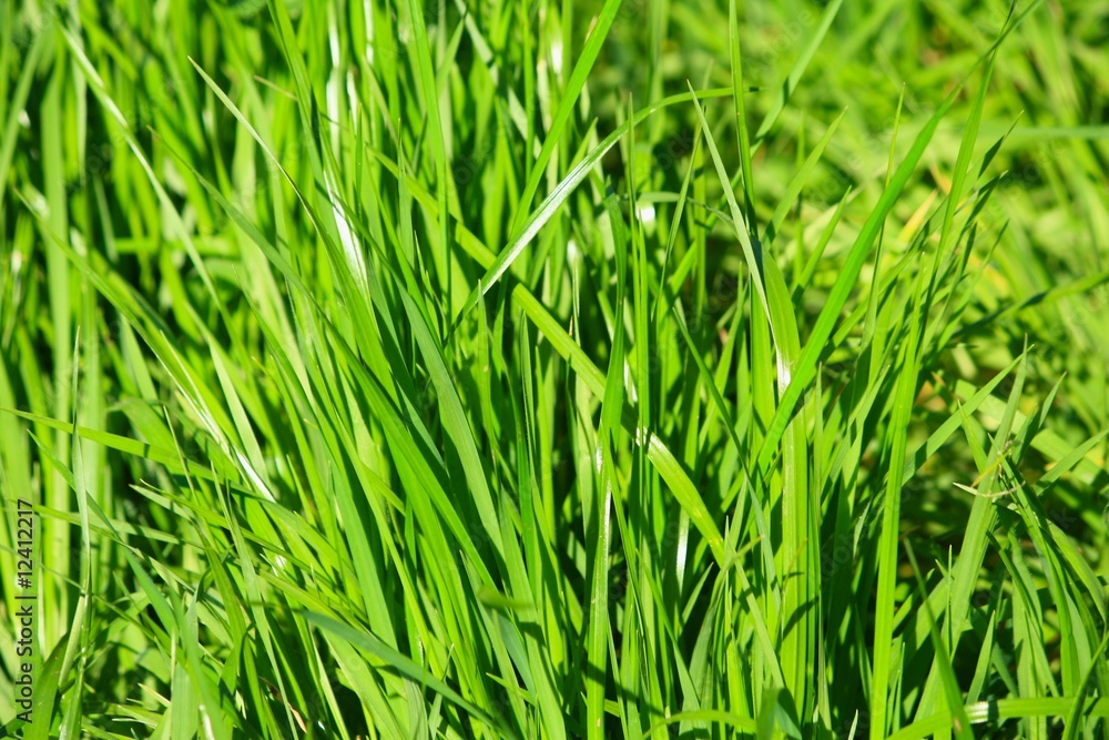 Blades of grees grass Blades of grees grass