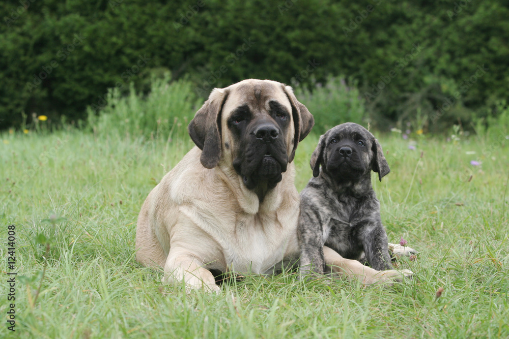 Chiot Mastiff et sa mère couchés l'un contre l'autre