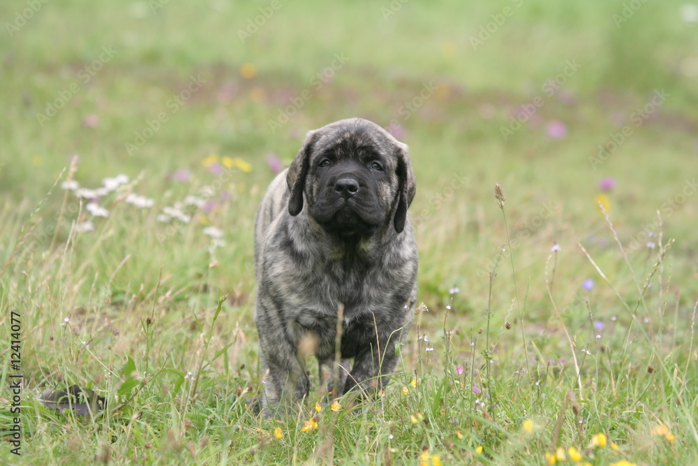 Jeune Mastiff bringé avançant de face au milieu d'un pré Jeune Mastiff bringé avançant de face au milieu d'un pré