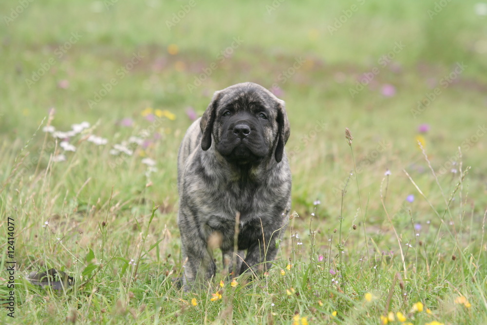 Jeune Mastiff bringé avançant de face au milieu d'un pré