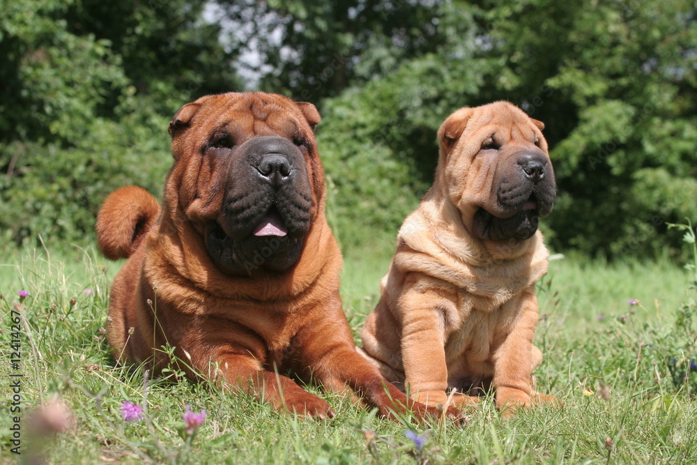 famille de Shar pei de face dans l'herbe famille de Shar pei de face dans l'herbe